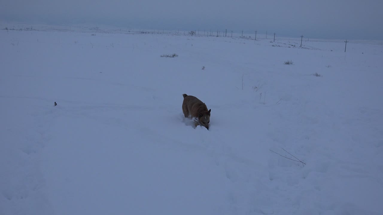 Brown dog angled toward camera in snowy open ground