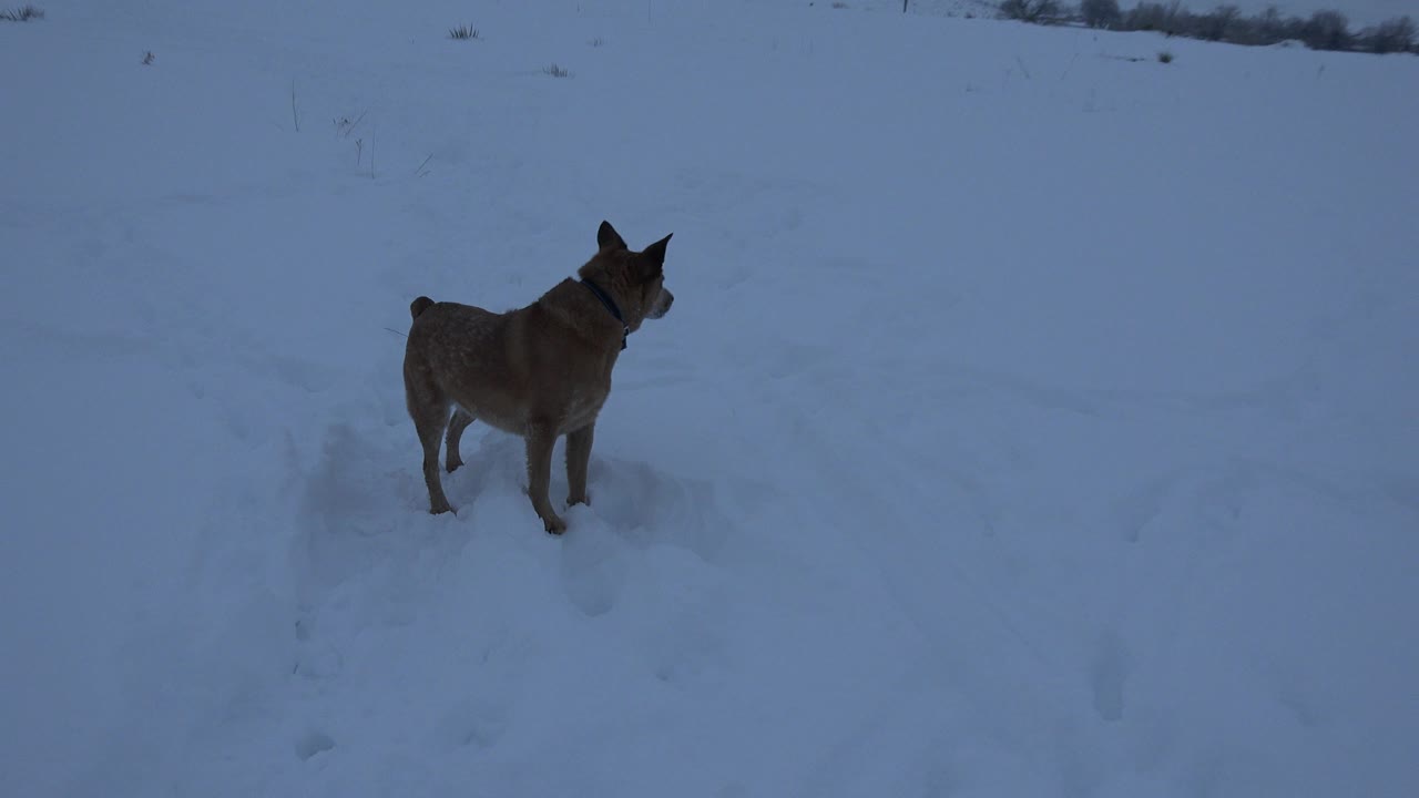 Small brown dog stands in deep blue-toned snow in Arvada, Colorado, with a faint fence line and no visible people.