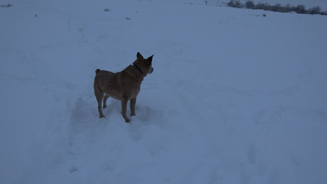 Brown dog remains in the snow near the center of the frame in Arvada, Colorado, facing across the field with no visible people.