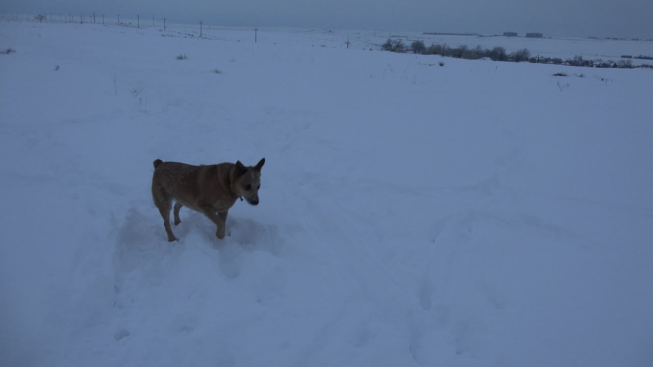 Small dog walking through blue snow toward the camera side.