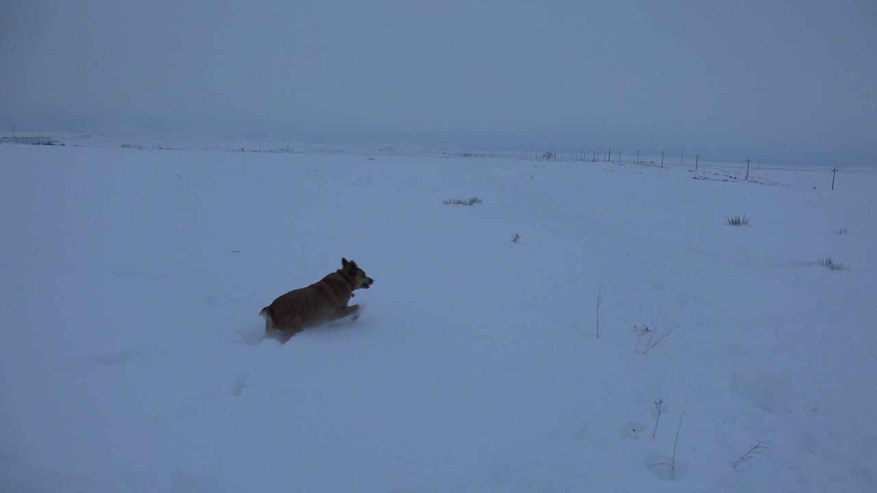 A brown dog runs left to right through deep snow in an open field in Arvada, Colorado, with distant fence posts and no visible people.