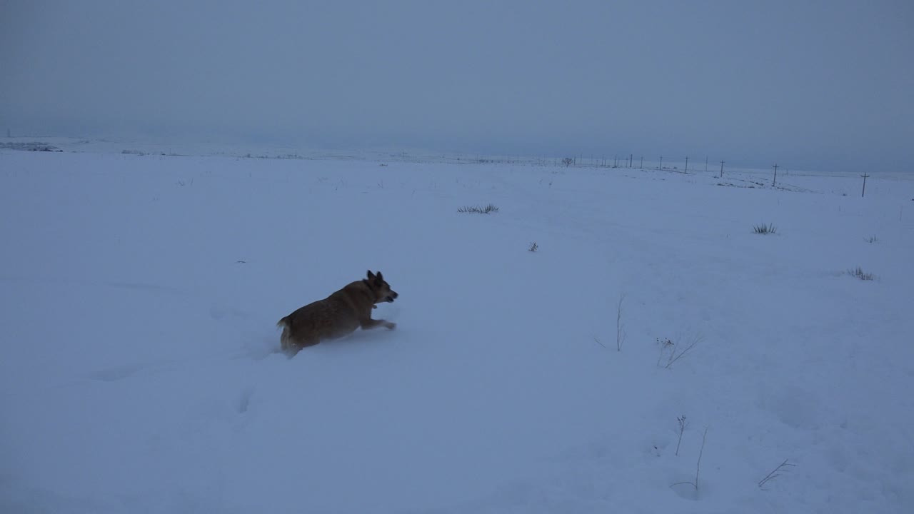 The dog bounds farther across the snowy Arvada field, with low shrubs in the foreground, faint tracks in the snow, and no visible people.