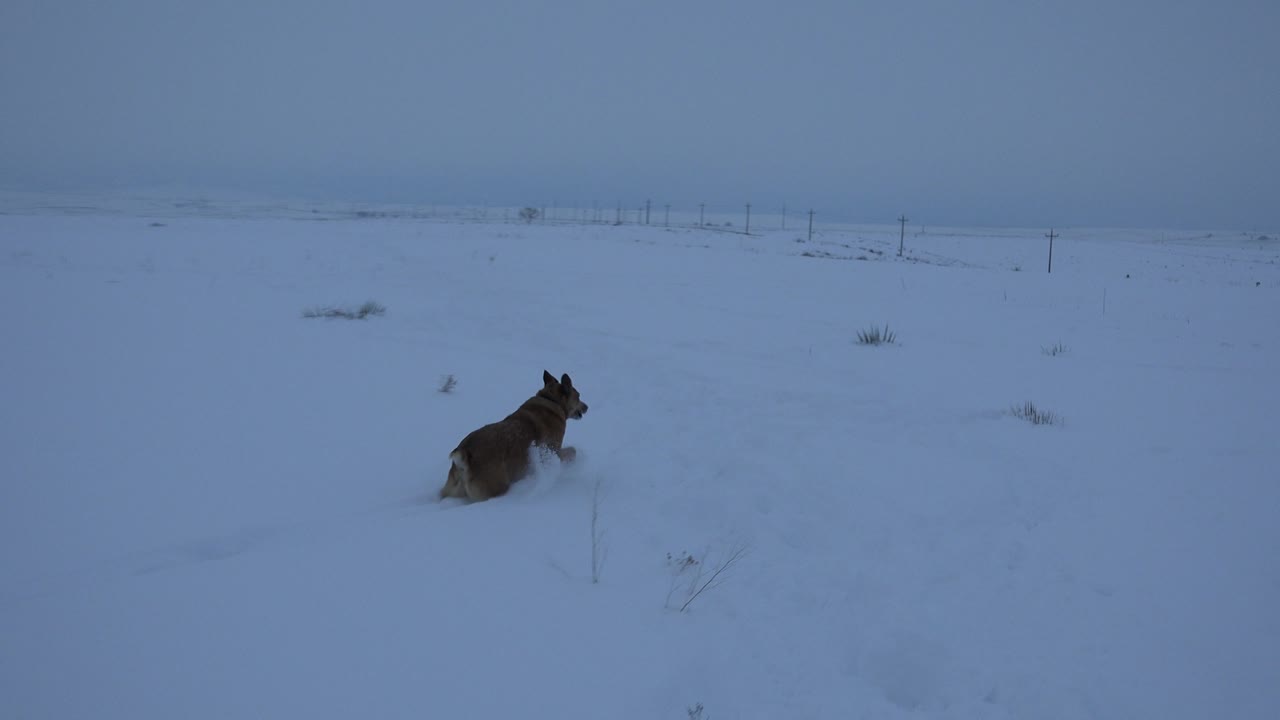 Dog running near the right side of a snowy field.