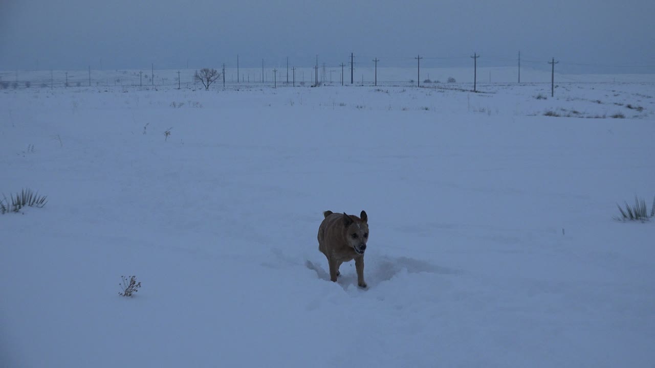 A tan dog pushes through deep snow in a wide Arvada, Colorado field with utility poles on the horizon and no visible people.