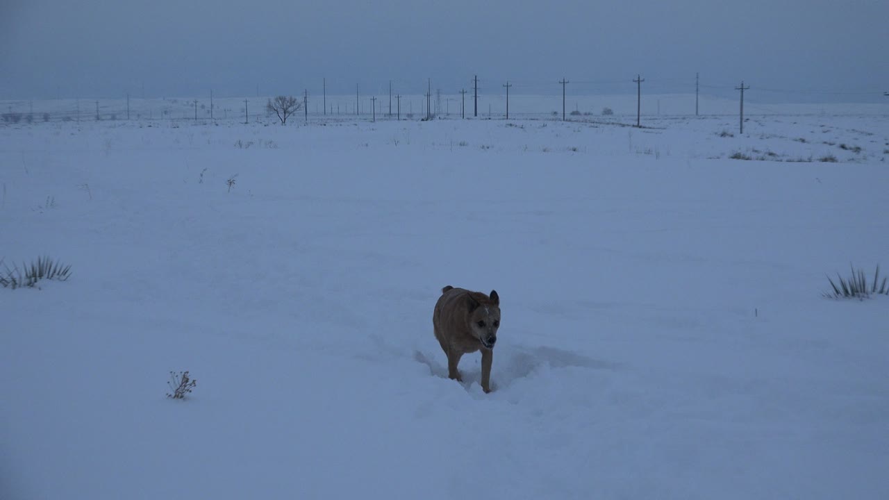 The dog moves closer through the snow in Arvada, Colorado, passing a small exposed shrub under blue overcast light with no visible people.
