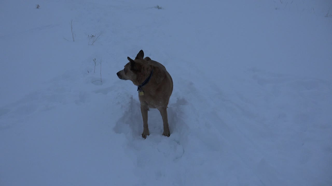 A brown dog stands in white snow in Arvada, Colorado, looking left across the frame with no visible people.