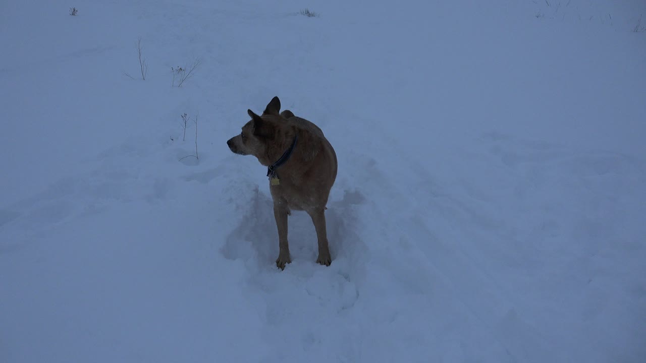 The brown dog remains in the snowy Arvada field, still angled left with its body centered against the pale blue snow and no visible people.