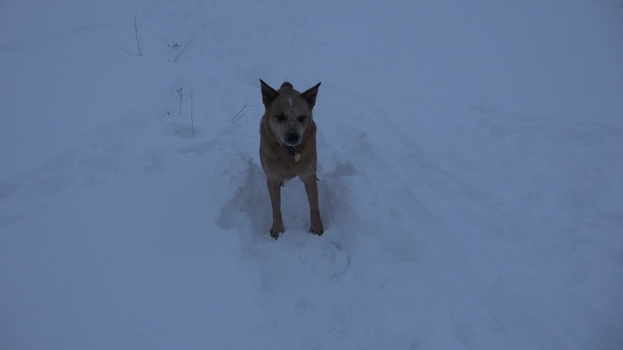 Brown dog facing forward in snow.