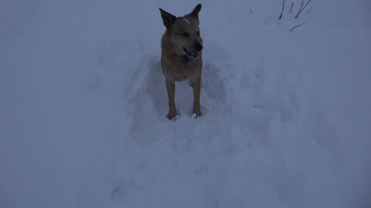 A caramel medium-sized dog stands facing slightly left in deep snow in Arvada, Colorado, with no visible people.