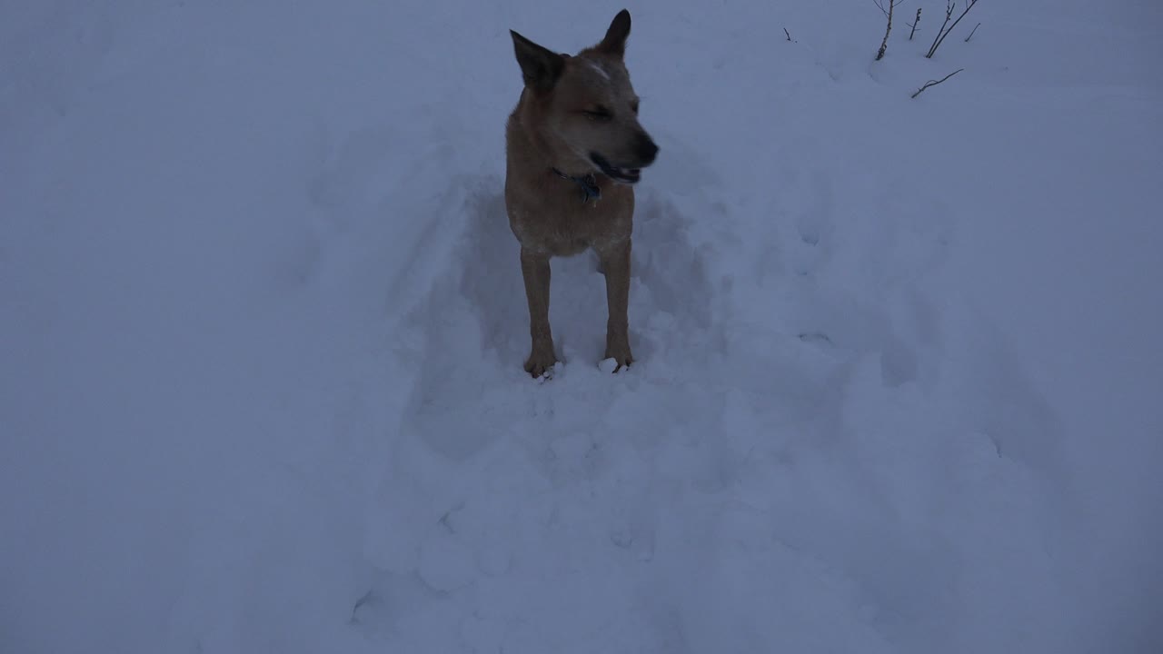 The caramel dog remains in the snowy foreground in Arvada, Colorado, turning its head to the side under muted dusk light with no visible people.