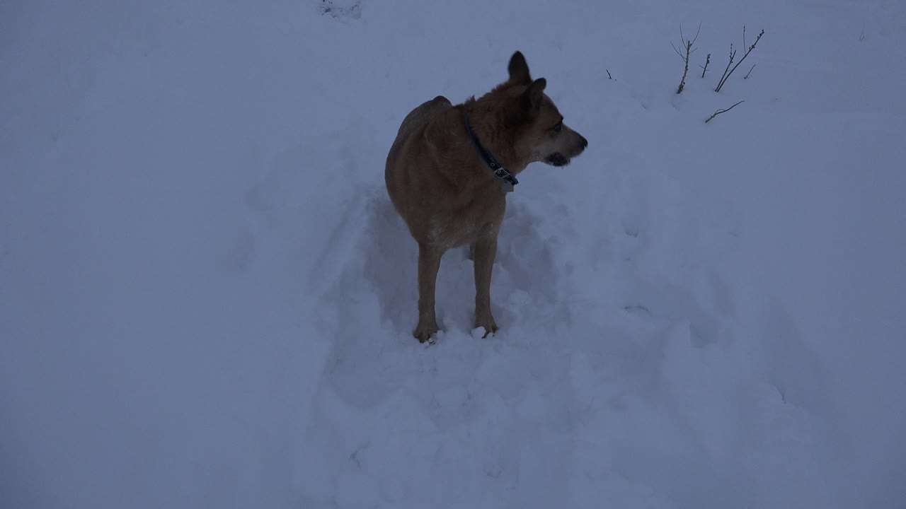 Dog turned sideways in snowy field
