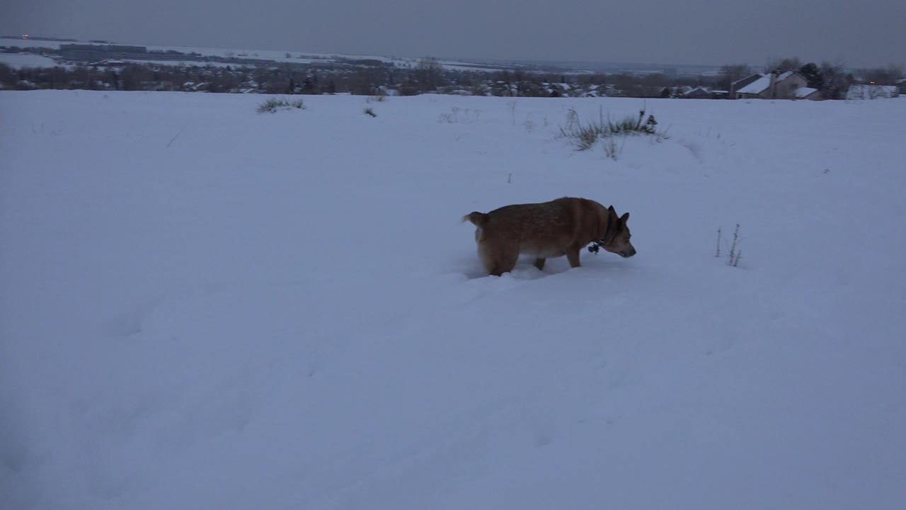 Large brown dog walking through deep snow