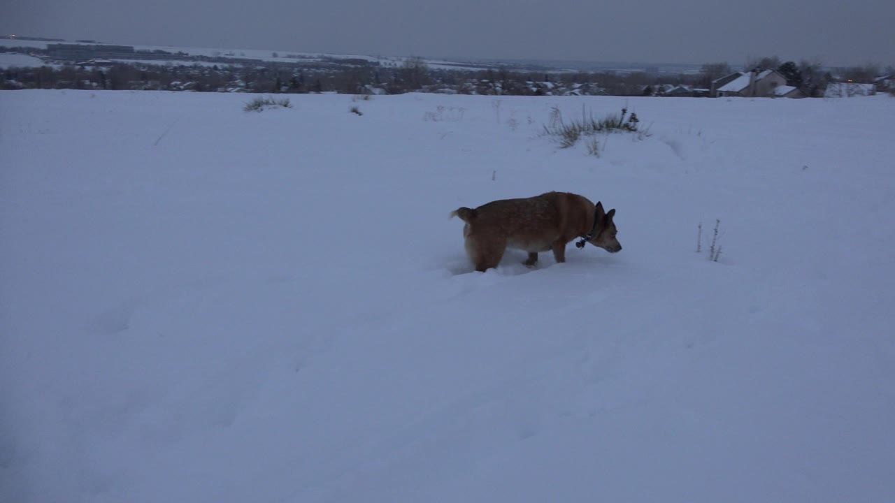 The dog continues across the lower part of the snow-covered field in Arvada, Colorado, with small residential buildings on the horizon and no visible people.
