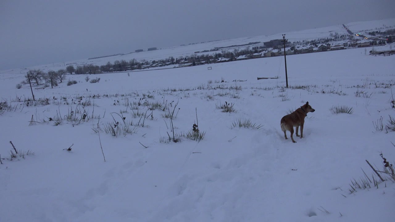 Brown dog standing in a snowy field with distant houses.