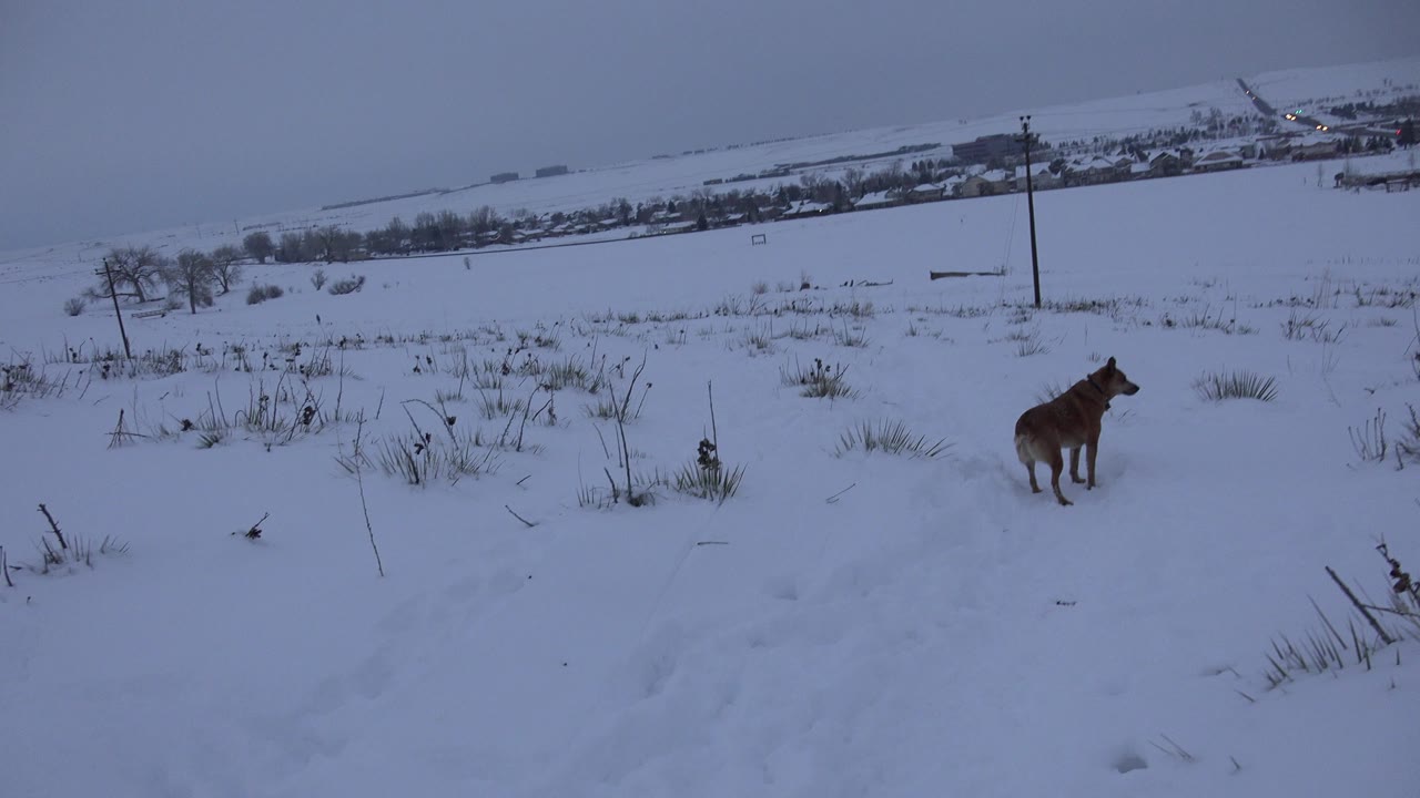 The dog remains in the snowy Arvada field, turned slightly across the slope with low brush in the foreground, a distant neighborhood line, and no visible people.