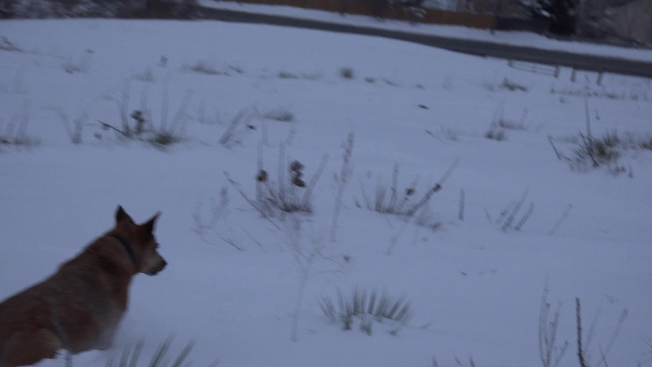 A brown collared dog moves through snow at the left edge of a field in Arvada, Colorado, with sparse grasses visible and no visible people.