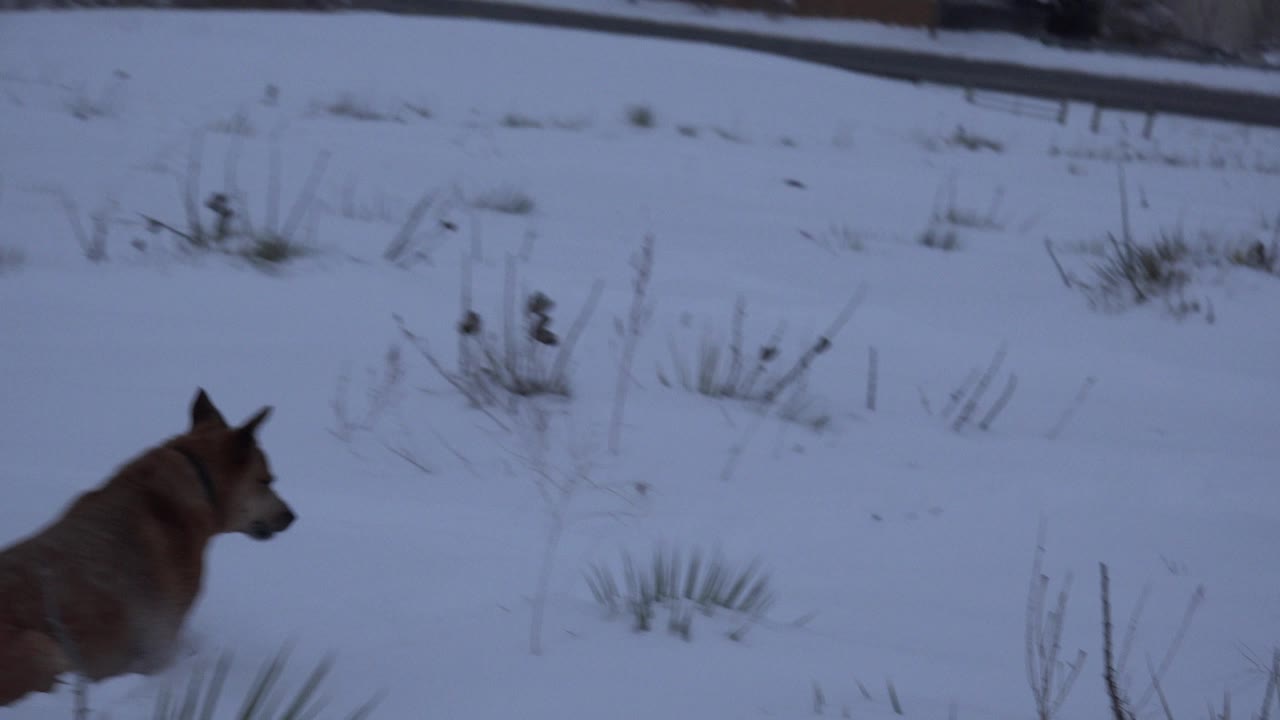 The dog advances farther into the snowy Arvada field, its head turned right as low grass tufts break up the blue-white snow and no visible people appear.