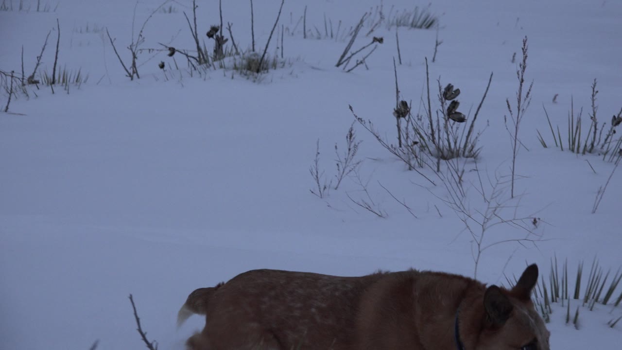 Dog crossing the right side of a snowy field.