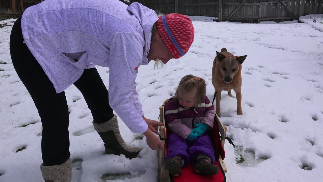 Adult fastening a toddler into a red sled on snow with a dog behind them.