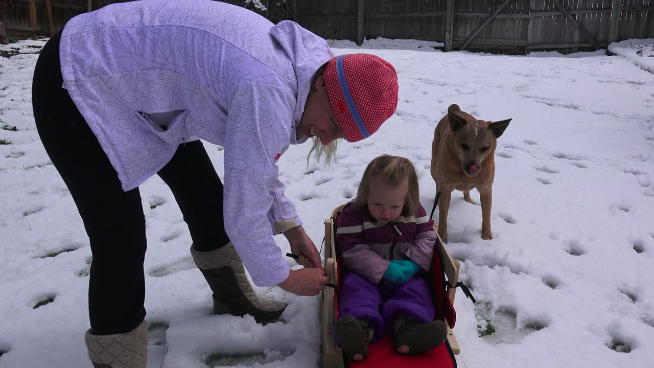 In Westminster, Colorado, the adult reaches toward the side of the toddler's sled as the child looks down and the dog stands farther back on the snow.