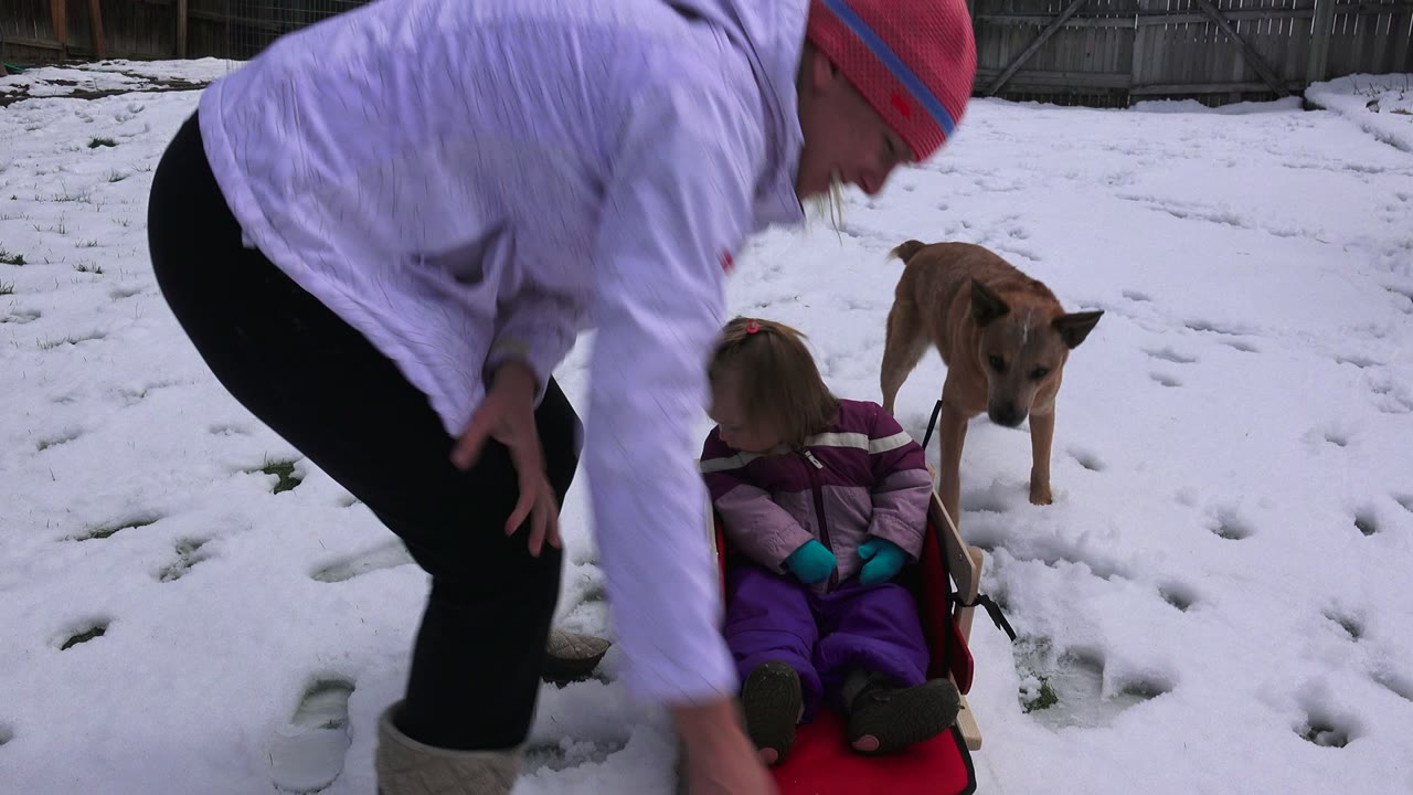 The adult bends lower in the Westminster snowy yard, partly blocking the child in the sled while the tan dog watches from behind.