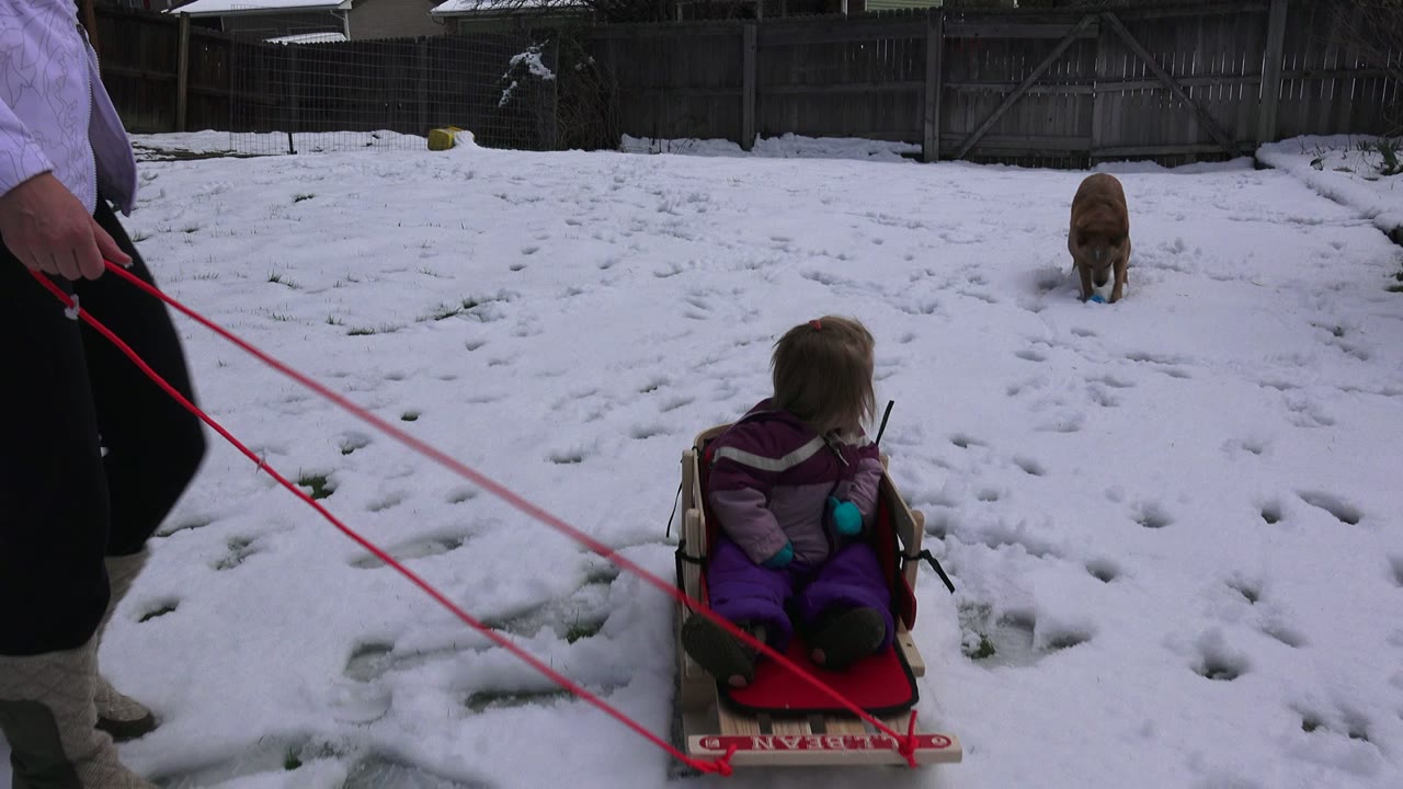The child remains seated in the red sled in a Westminster snowy backyard as a brown dog lowers its head in the midground and the adult's legs stay partly cropped at right.