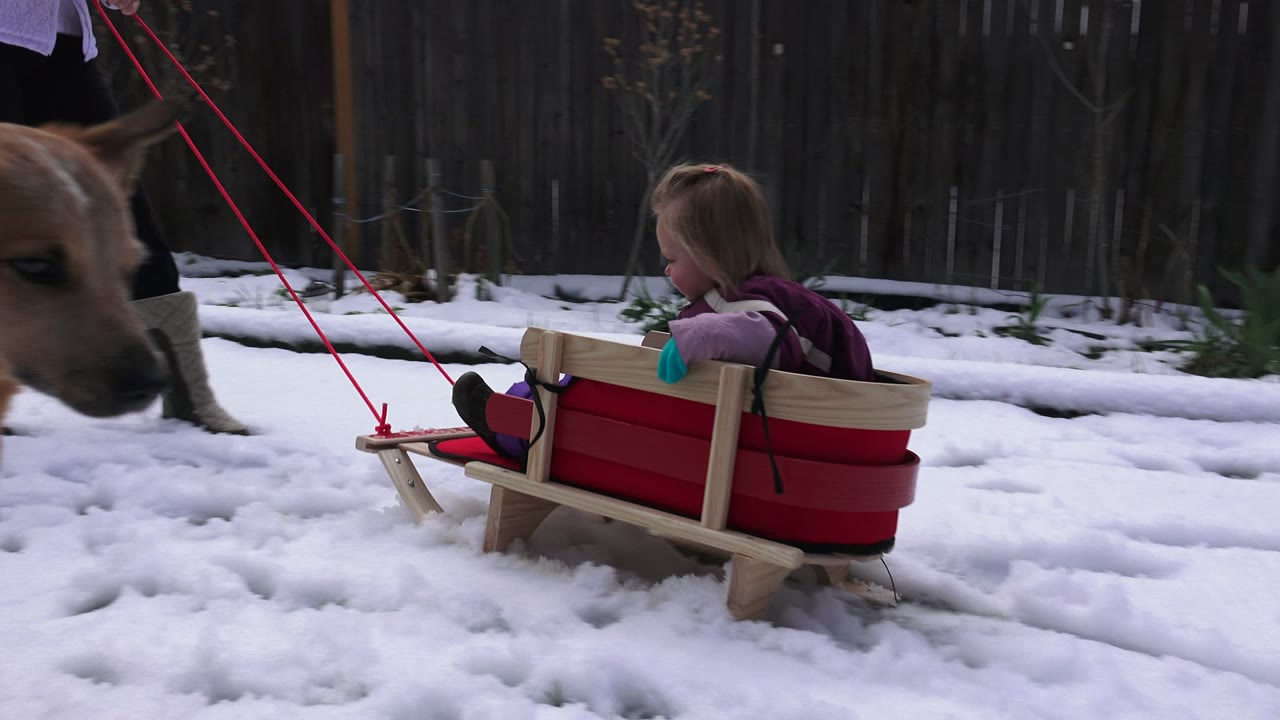 Child sitting in a red sled on snow as a dog passes close to the camera.