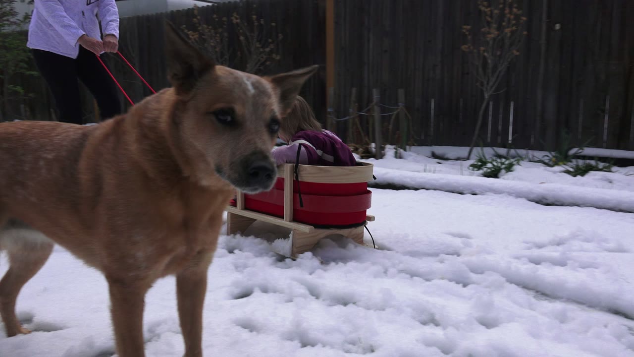 One second in, the tan dog stands large in the foreground while the child in the red sled and the adult pulling the ropes remain behind it in the Westminster, Colorado snowy yard.