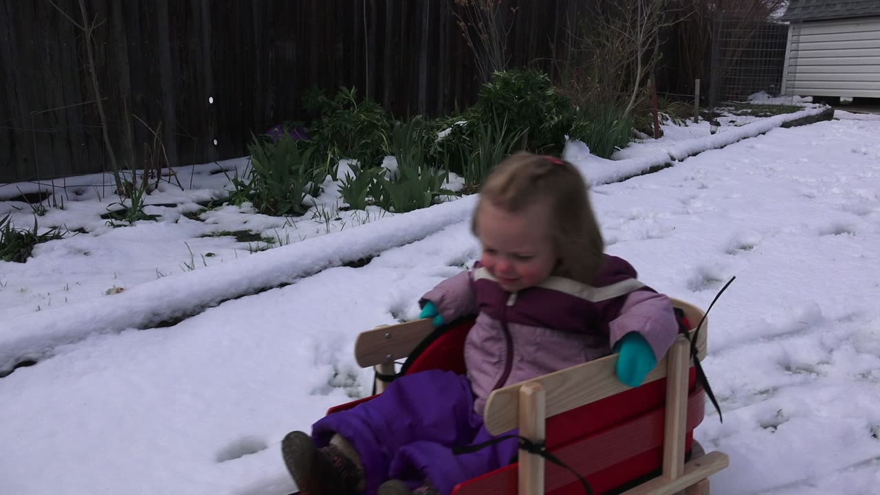 Child sitting in a red sled on snow in a fenced yard.