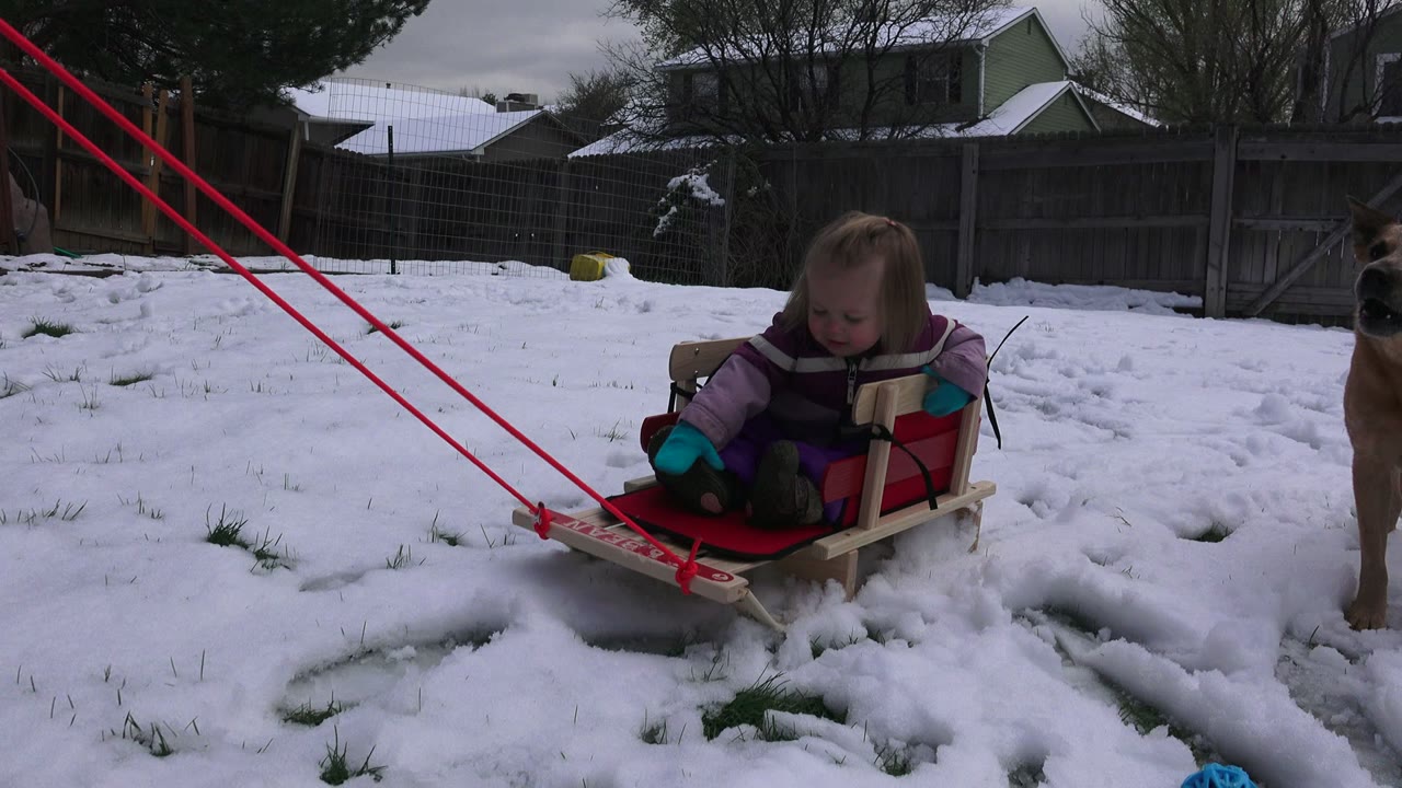 The girl looks down from the sled in the Westminster backyard, with the red sled ropes stretched diagonally across the snowy foreground and neighborhood fences in back.