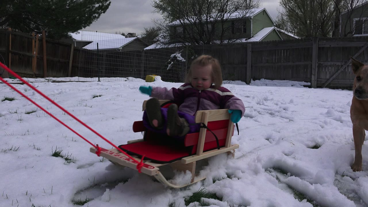 Girl on sled with a dog standing beside her in the snowy yard.