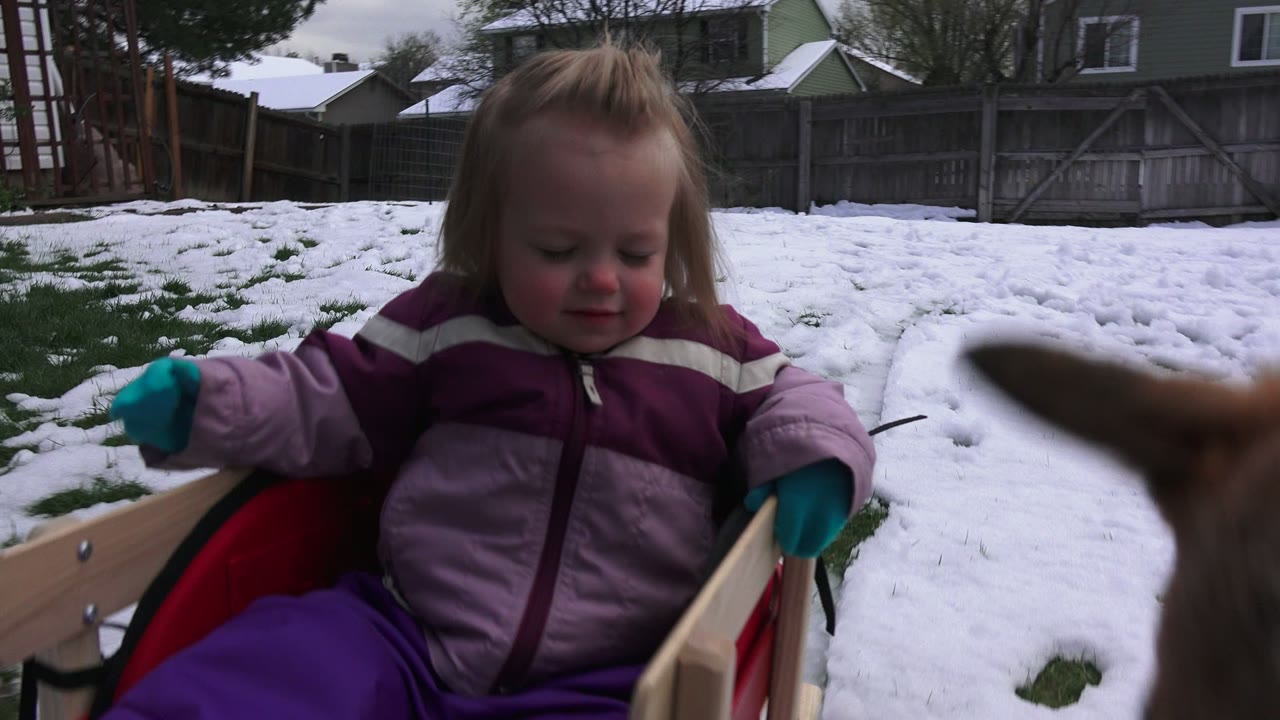 The toddler remains seated in the red sled as a dog's tail crosses the near foreground, with patchy snow and backyard fencing visible in Westminster, Colorado.