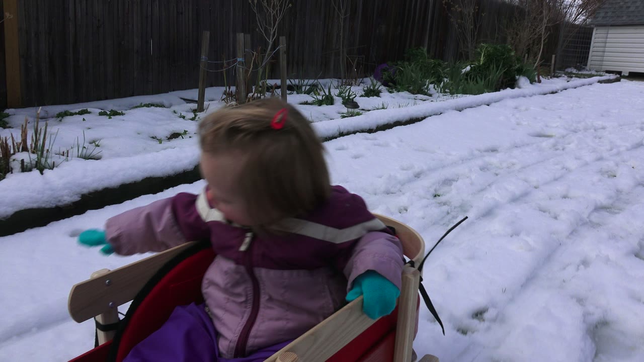 The child leans and looks left from the red sled as the snowy Westminster backyard fills the background.
