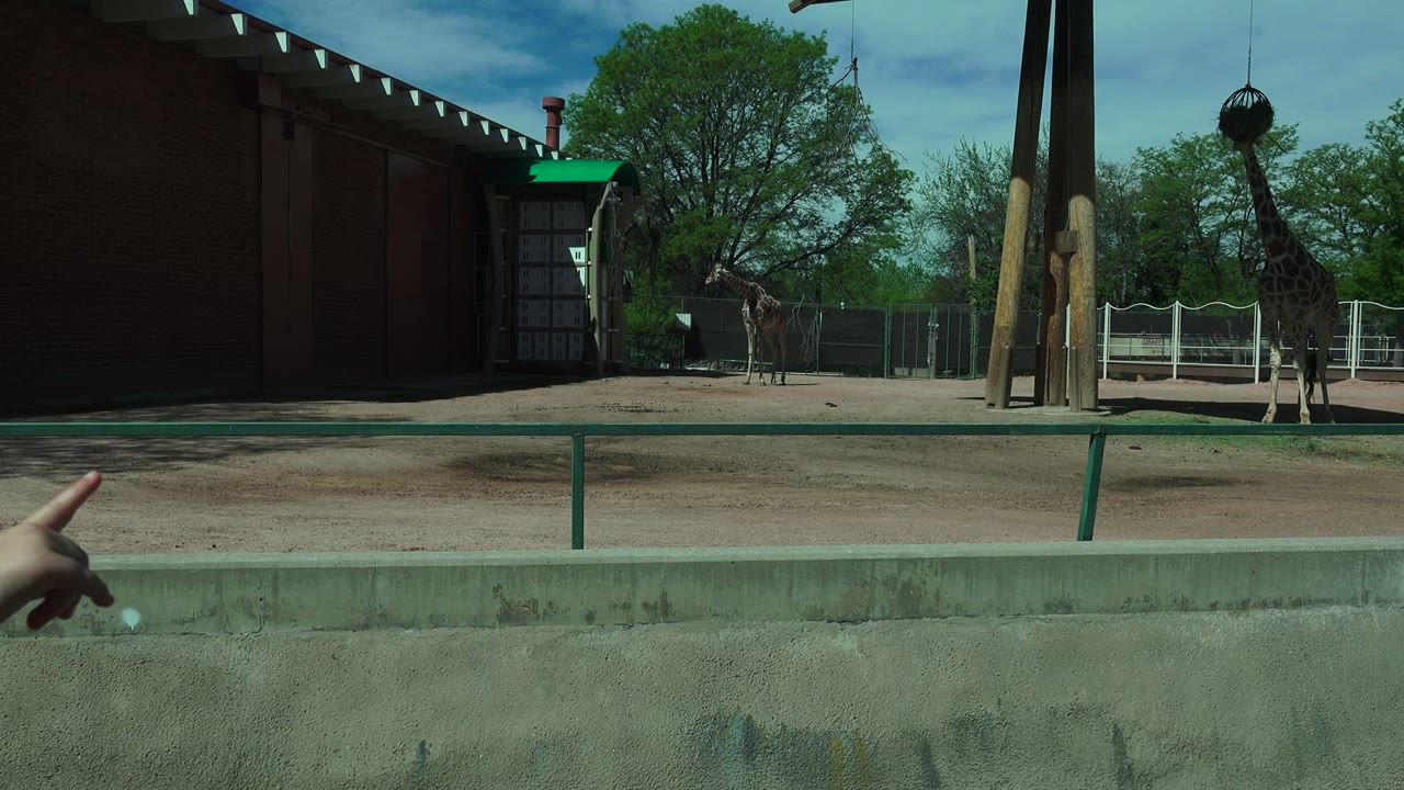 Giraffe standing in a zoo enclosure with a pointing hand in the foreground.
