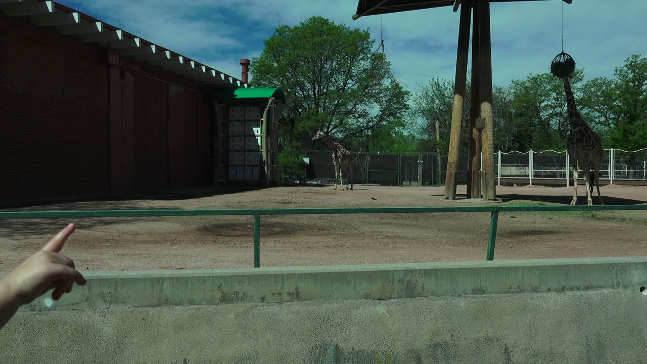 At 0:01, the giraffe remains in the Westminster zoo enclosure near a brick building and tall posts, while a partial foreground hand points toward the animal.