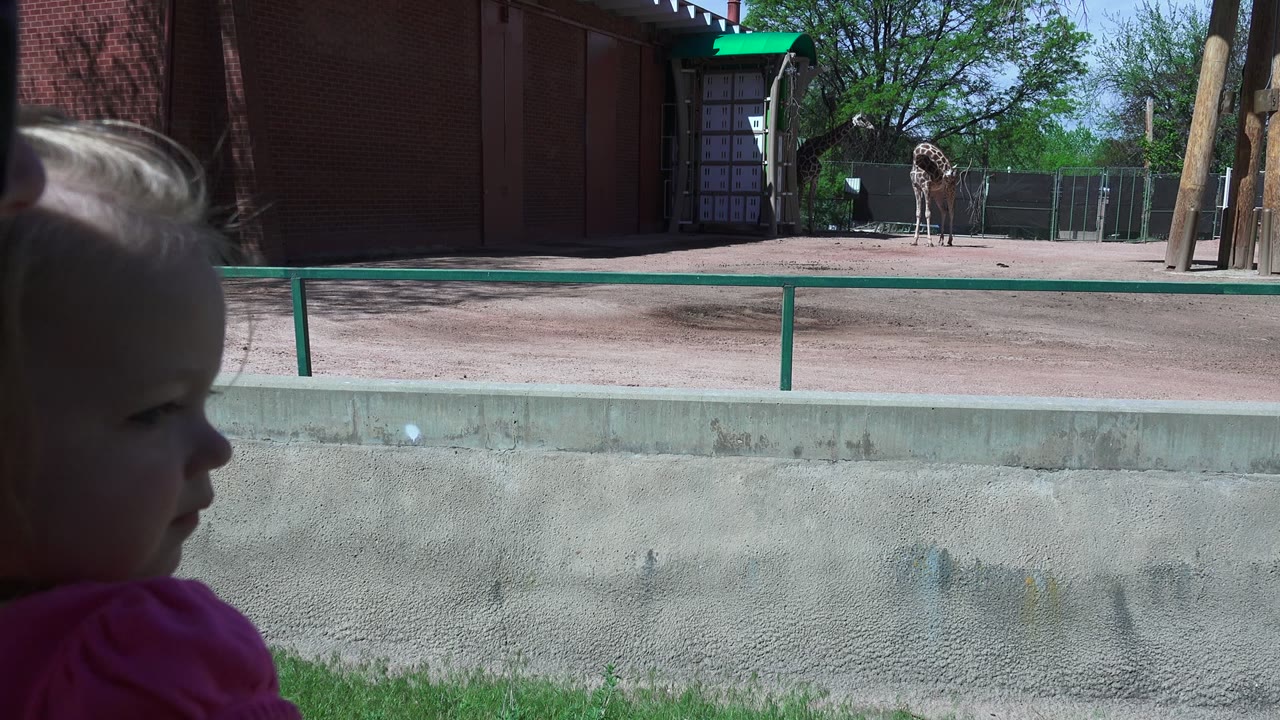At 0:00 in Westminster, Colorado, a blonde child is visible in the shaded foreground while giraffes stand across a sunny enclosure near a brick building.