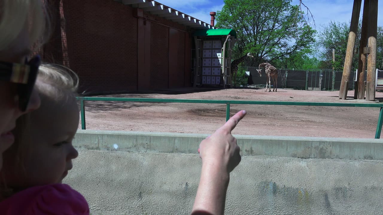 At 0:01 in Westminster, Colorado, an adult woman wearing sunglasses and a child are partly visible in shade as giraffes stand in the sun beyond the wall and railing.