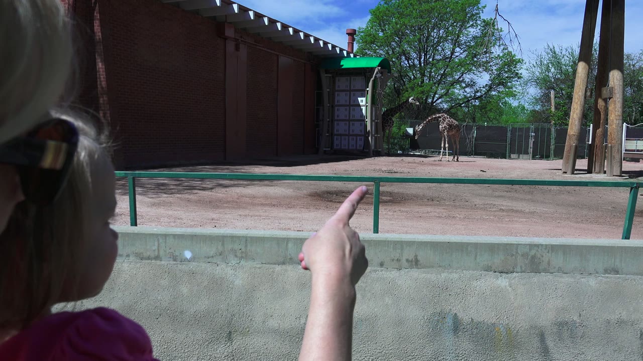 Woman points toward giraffes in a sunny enclosure.