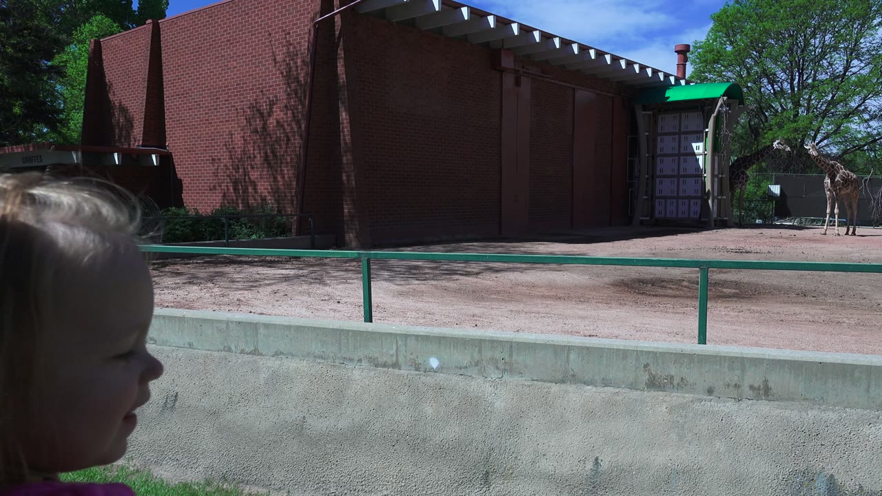 At the start of the Westminster, Colorado zoo clip, a young child is partly visible at the left edge while a giraffe stands near a red brick enclosure under blue sky.