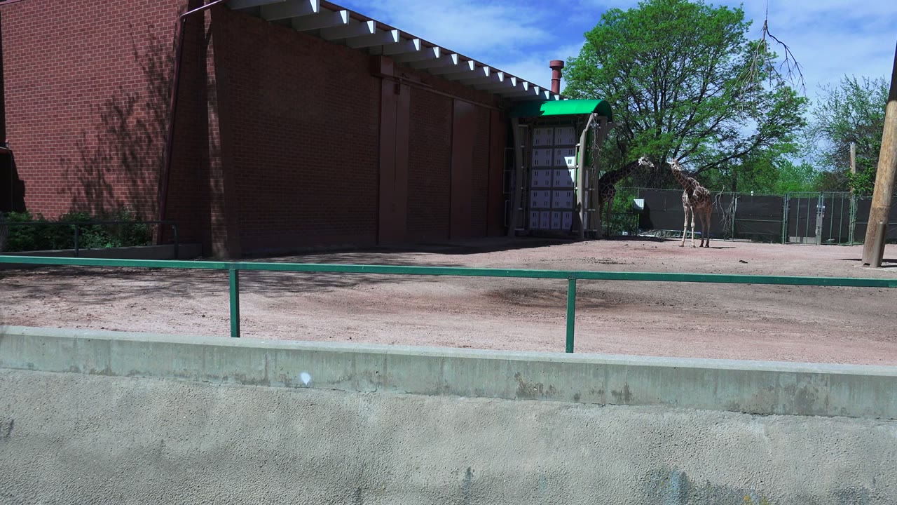A giraffe stands in the sandy Westminster, Colorado enclosure near a red brick building, with green railing and leafy trees visible and no visible people in this frame.