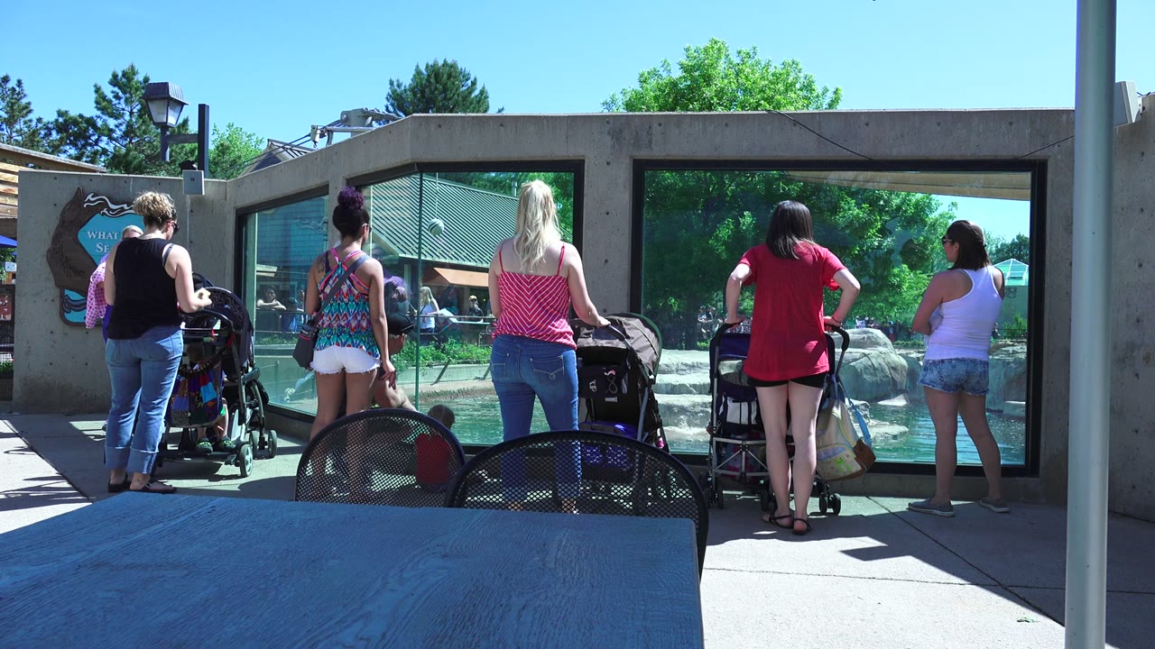 At 0:00 in Westminster, Colorado, adults stand with strollers near a glass pool viewing area, with patio chairs in the shaded foreground and trees beyond the water.