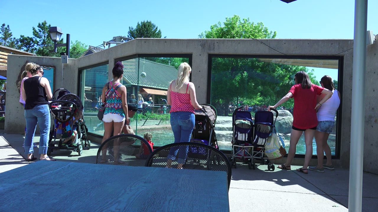 Visitors at the Westminster, Colorado zoo remain near the water exhibit, with two strollers in the center and a bright green outdoor habitat behind the glass.