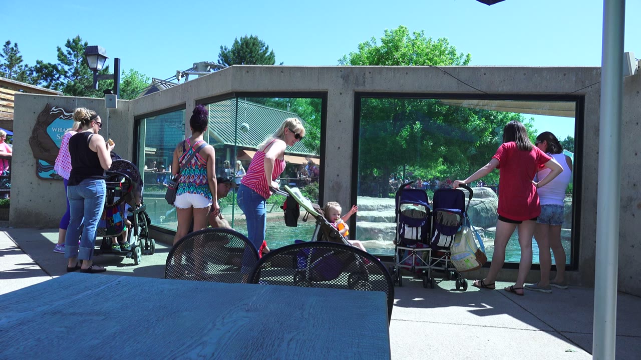 In Westminster, Colorado, adults and children stand with strollers near a concrete-framed glass viewing wall, with a blue table or bench filling the foreground.
