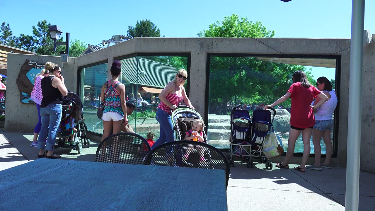 A woman in sunglasses leans over a stroller while other adults and children remain near the glass viewing wall in Westminster, Colorado.