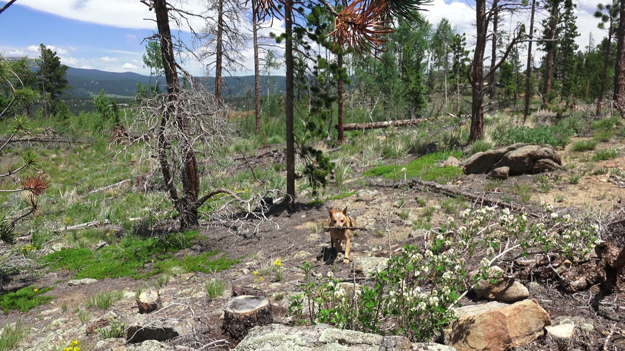 Tan dog in a rocky woodland clearing with pine trees and distant hills.