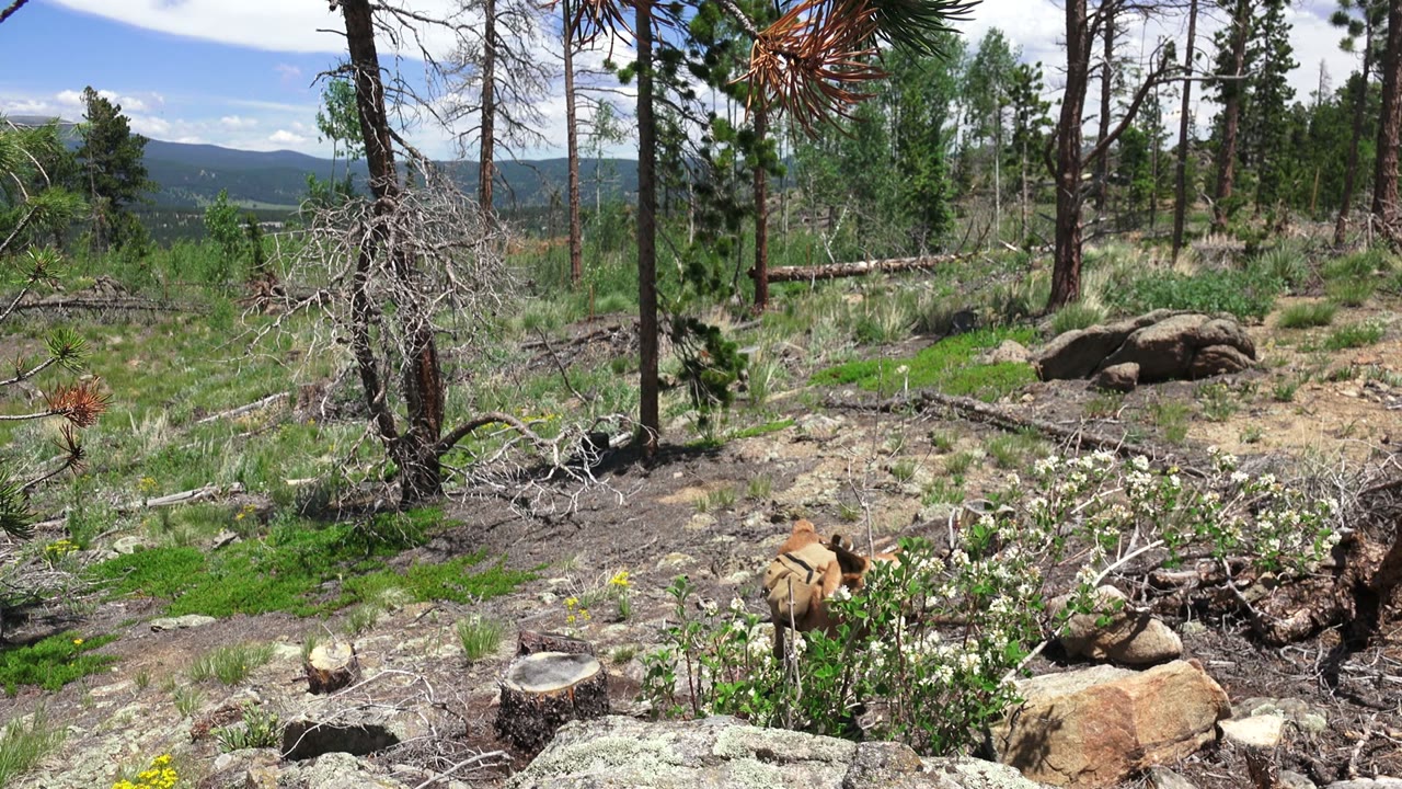 The dog moves near pale flowering shrubs and boulders in the Westminster, Colorado woods, with tree trunks and fallen limbs behind it and no visible people.
