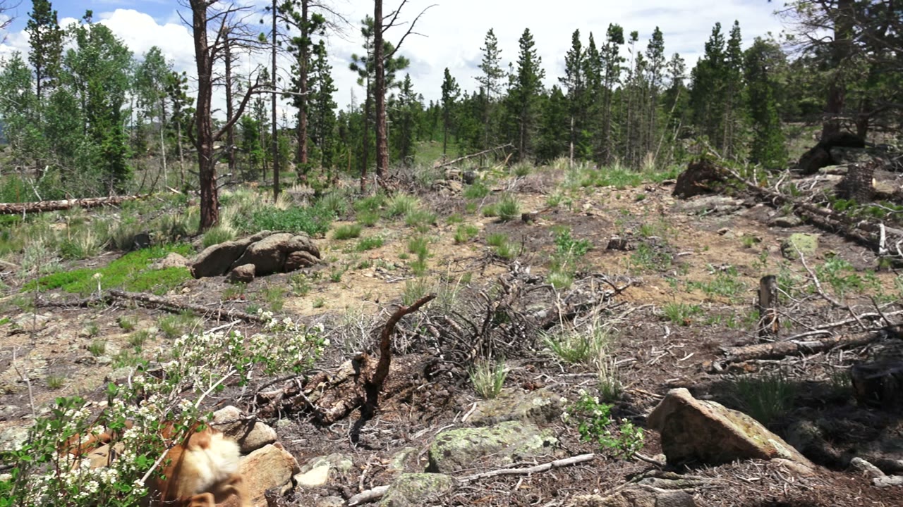 A tan and white corgi is partly visible at the lower left of a rocky woodland clearing in Westminster, Colorado, with fallen branches, pines, aspens, blue sky, and no visible people.