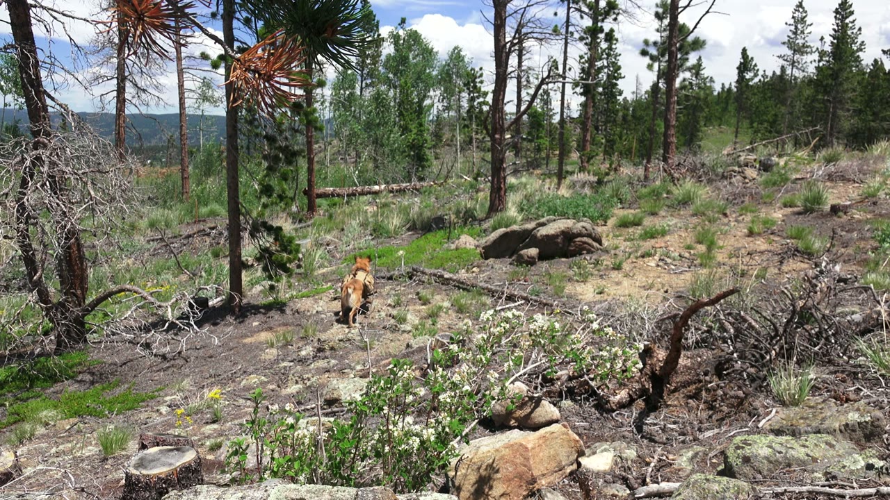 The corgi runs through the midground of the Westminster woodland, passing between thin tree trunks, rocks, scrub plants, and fallen limbs with no visible people.