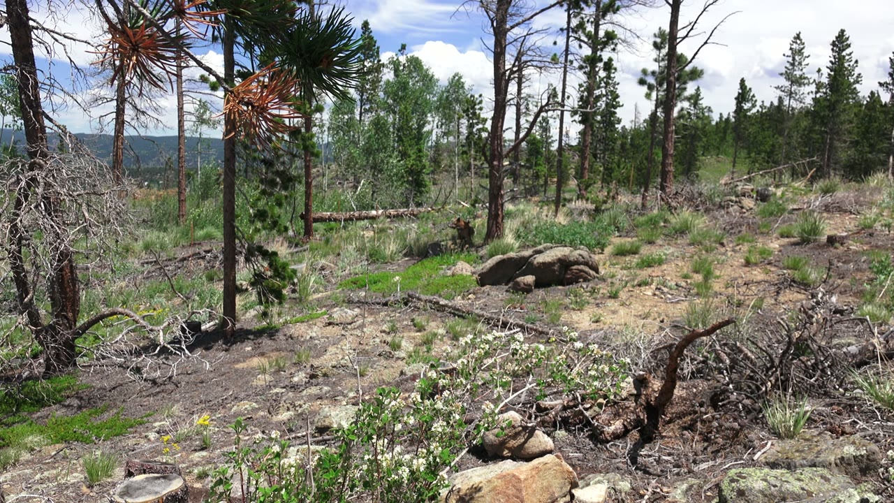 Rocky wooded ground in Westminster, Colorado with pine trunks, dry branches, low green plants, distant hills, partly cloudy sky, and no visible people.