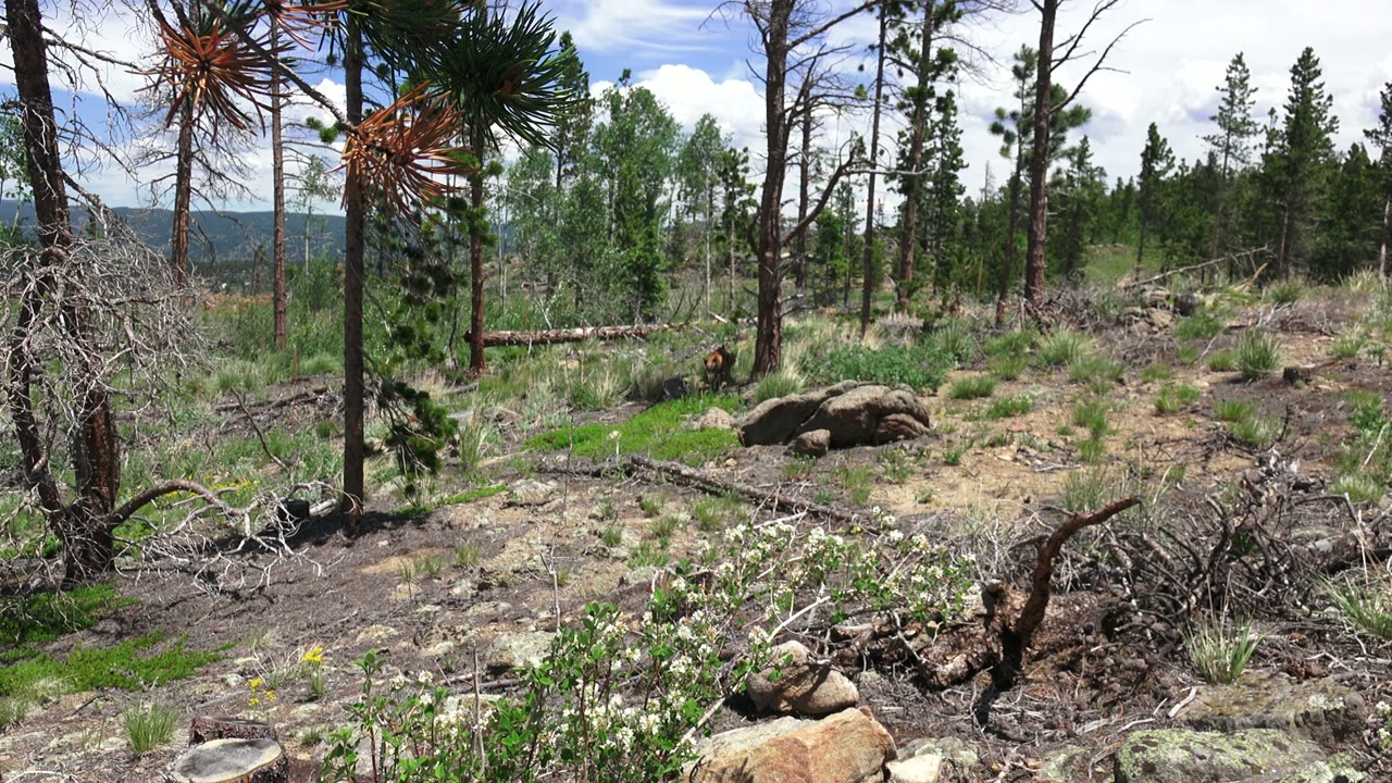 A steady Westminster, Colorado view of pine trees, scattered rocks, fallen branches, shrubs, distant hills, and no visible people.